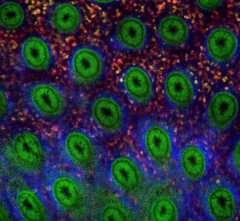 Beitragsbild für Optical Technologies in Life Sciences