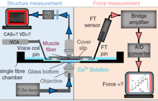 Zum Artikel "FAU researchers use 3D imaging to improve diagnosis of muscle diseases"