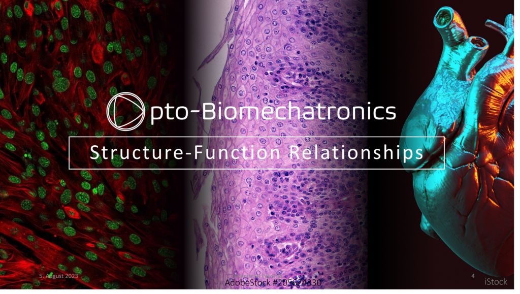 Muscle Opto-Biomechatronics