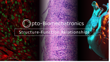 Zur Seite: Muscle Opto-Biomechatronics