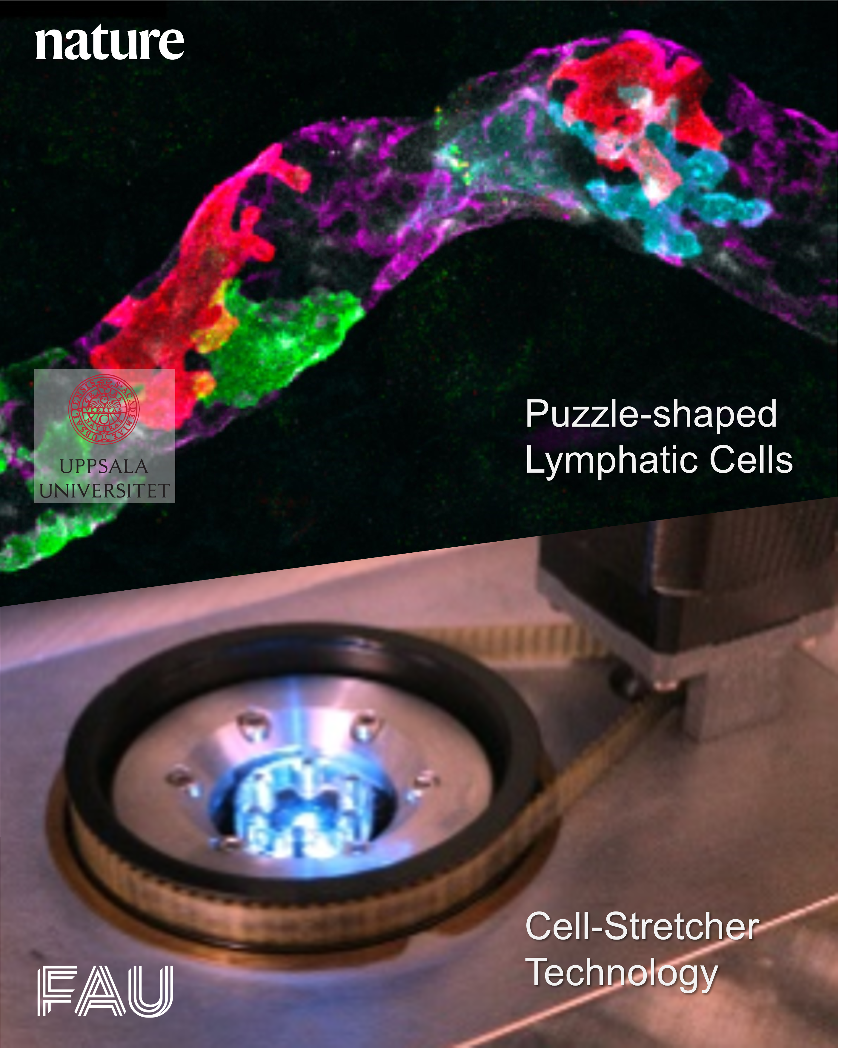 Zum Artikel "MultiStretcher, a novel biomechatronics cell stretching system featured in an application in „Nature“"